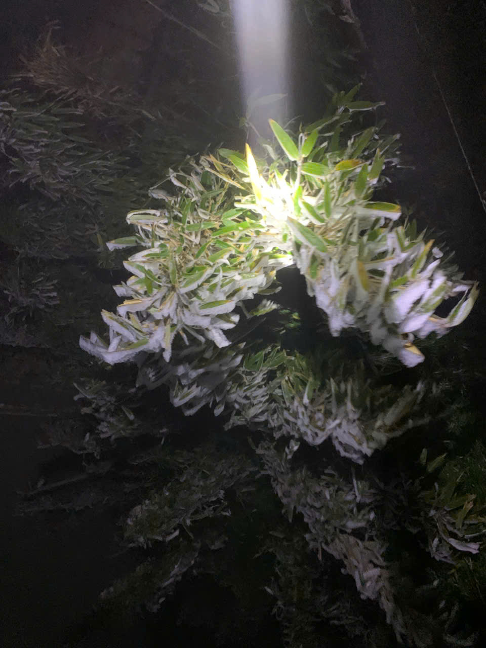  Băng tuyết trên đỉnh Fansipan (Sa Pa) - Ảnh 7.