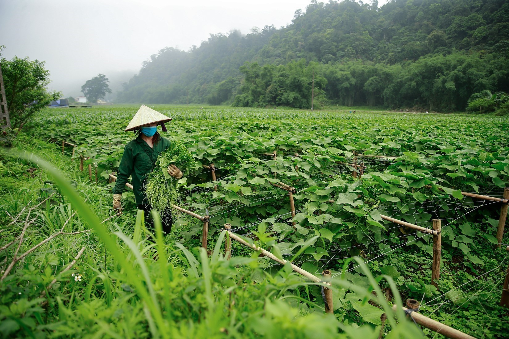 Vùng đất Vân Sơn có nền khí hậu quanh năm mát mẻ, độ ẩm trong đất cao phù hợp nhiều loại cây nông sản ôn đới. Ảnh: TTXVN