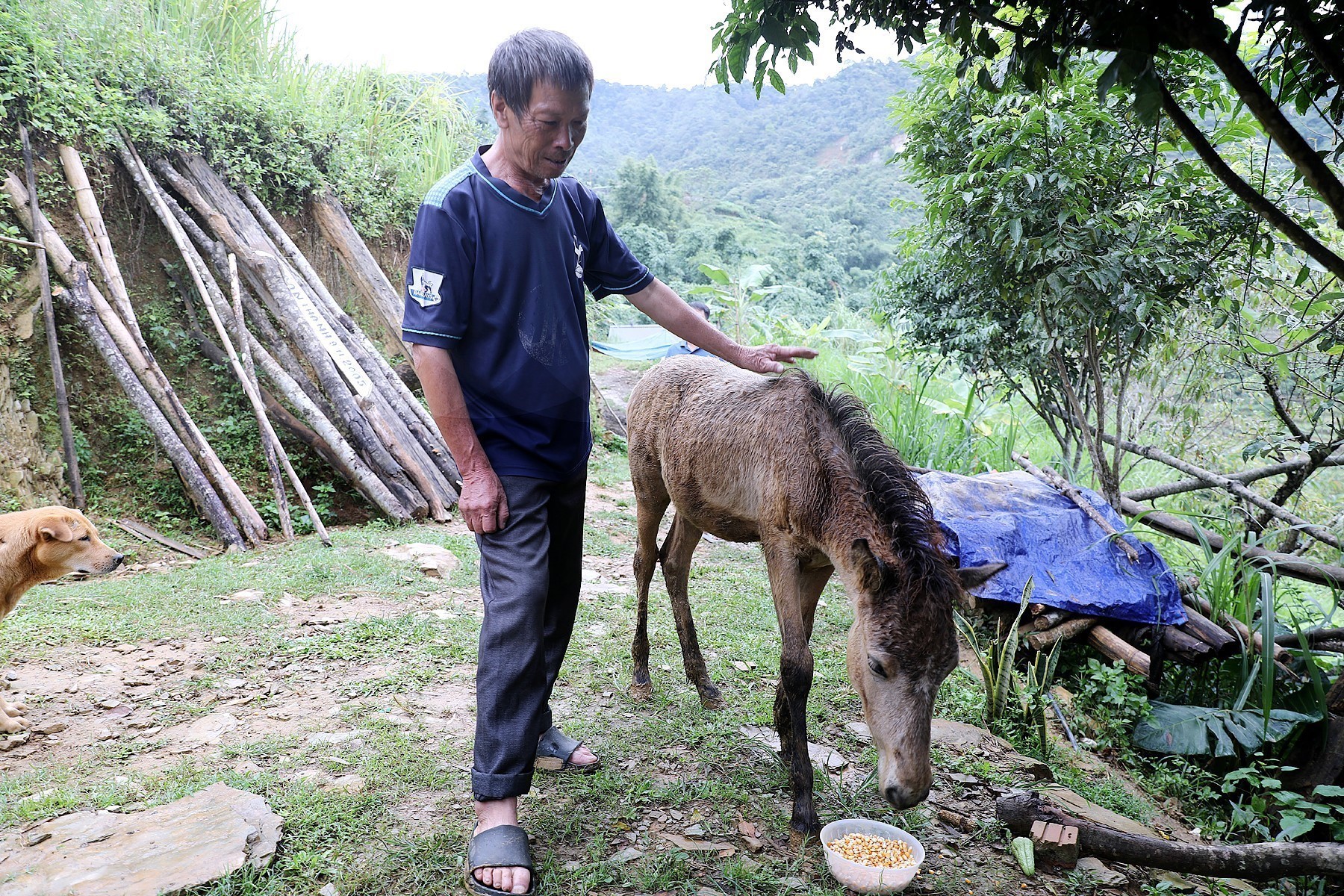 Mô hình hỗ trợ sản xuất cộng đồng phát triển chăn nuôi ngựa sinh sản của xã Vân Sơn, tỉnh Phú Thọ được triển khai từ đầu năm 2026, đến nay đã cấp 45 con ngựa giống cho 45 hộ dân là những hộ gia đình có hoàn cảnh khó khăn, hộ nghèo của xã. UBND xã Vân Sơn định hướng phát triển đàn ngựa thành sinh kế và đưa vào khai thác phục vụ du lịch địa phương. Ảnh: TTXVN