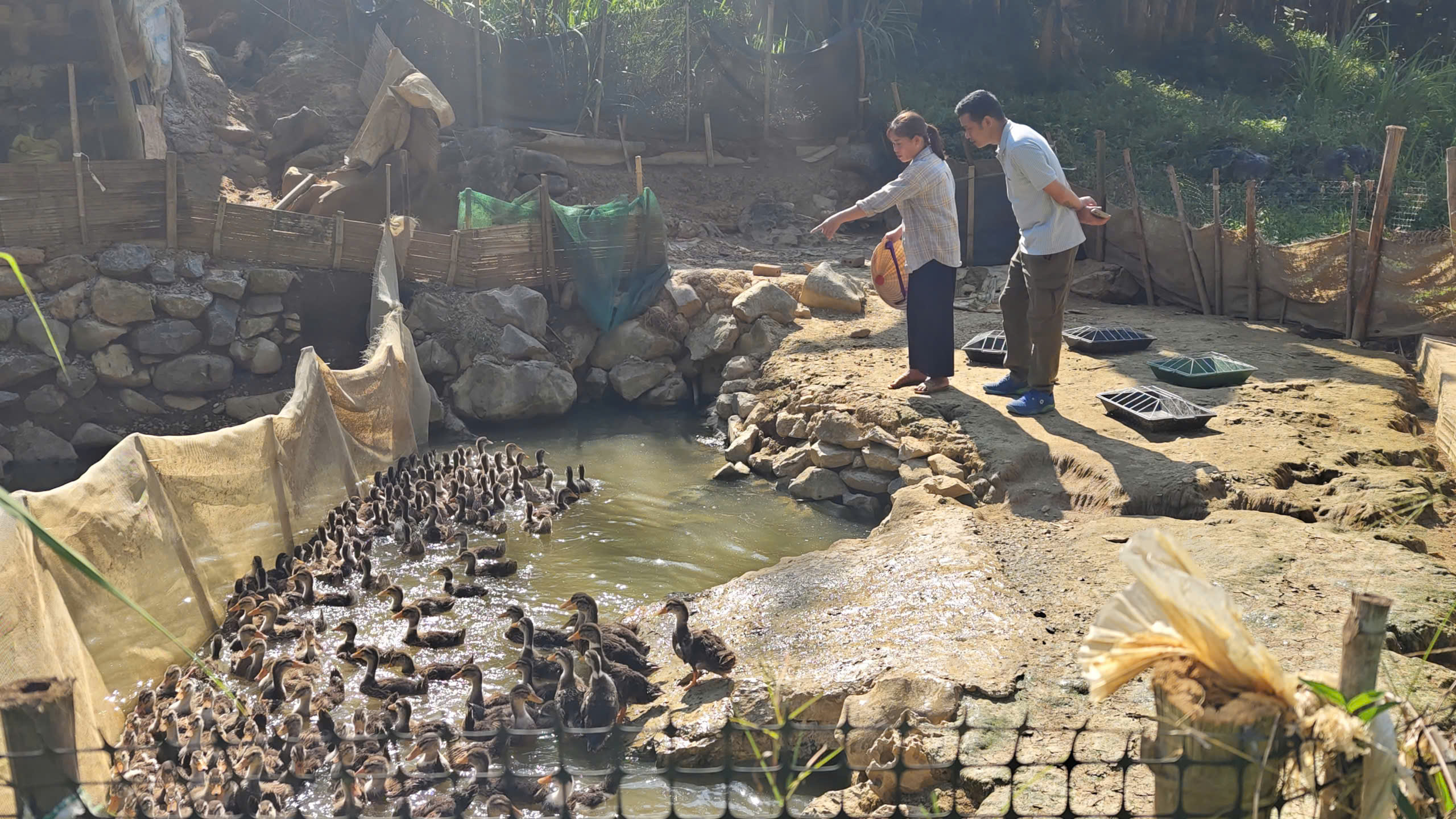 Ngoài các điều kiện tự nhiên thì các bí quyết của người dân bản địa trong việc chăm sóc và tập quán chăn nuôi vịt bằng thức ăn tự nhiên và nuôi thả chủ yếu tại các con suối tự nhiên cũng là yếu tố tạo nên tính chất đặc thù của vịt Cổ Lũng. Ảnh: Huy Thông
