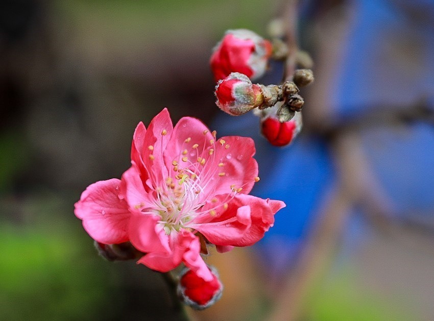 Rực rỡ sắc Xuân giữa lòng phố cổ - Ảnh 5.