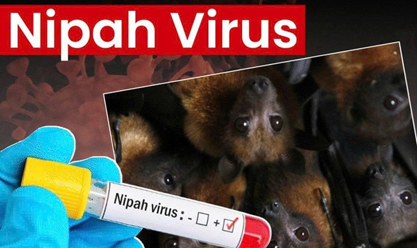 Bộ Y tế hướng dẫn chẩn đoán và điều trị bệnh do virus Nipah - Ảnh 3.