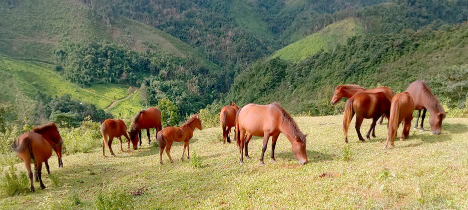 Vó ngựa Mường Lống: Chút tình xưa còn vương nơi cổng trời - Ảnh 3.