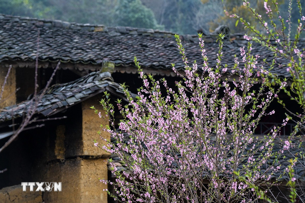 Xuân về trên đá nở hoa - Ảnh 2. Xuân về trên đá nở hoa - Ảnh 2.