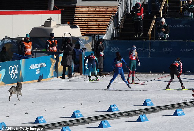 Olympic mùa Đông 2026: VĐV trượt tuyết hốt hoảng khi bị chó rượt - Ảnh 3.