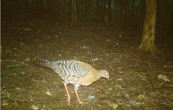 Ghi nhận 27 loài động vật hoang dã trong rừng bảo vệ cảnh quan di tích Văn hóa thế giới Mỹ Sơn - Ảnh 1.