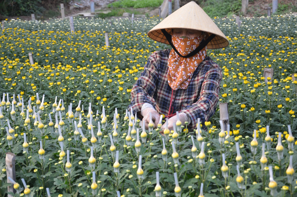 Vì một miền quê đáng sống: Làng hoa Đông Cương góp sắc Xuân cho mọi nhà - Ảnh 1.