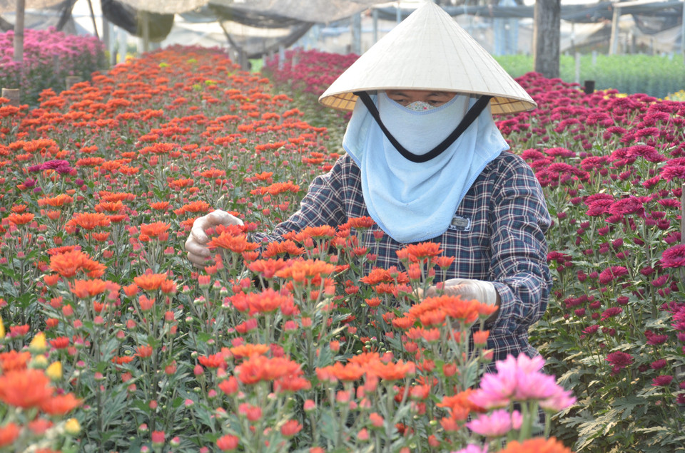 Vì một miền quê đáng sống: Làng hoa Đông Cương góp sắc Xuân cho mọi nhà - Ảnh 2.