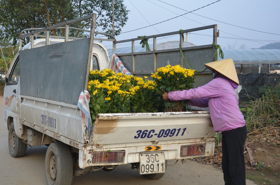 Vì một miền quê đáng sống: Làng hoa Đông Cương góp sắc Xuân cho mọi nhà - Ảnh 3.
