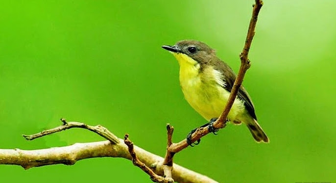 Chữ và nghĩa: "Ba mươi sáu thứ chim" - Ảnh 1.