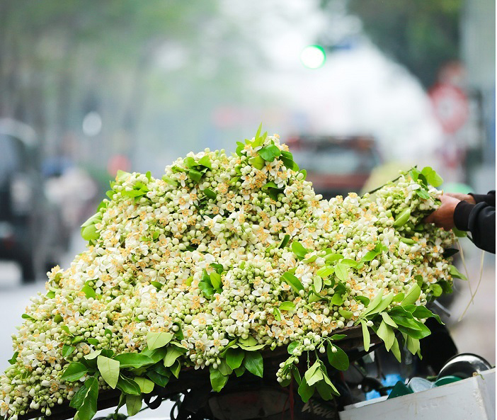 Hà Nội tháng Ba: Nhịp sống chậm giữa những sắc hoa giao mùa - Ảnh 3. Hà Nội tháng Ba: Nhịp sống chậm giữa những sắc hoa giao mùa - Ảnh 3.