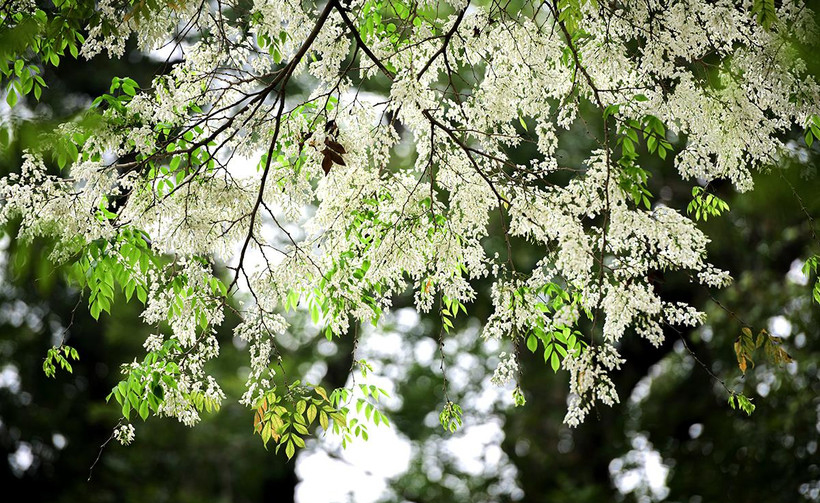 Hà Nội tháng Ba: Nhịp sống chậm giữa những sắc hoa giao mùa - Ảnh 4. Hà Nội tháng Ba: Nhịp sống chậm giữa những sắc hoa giao mùa - Ảnh 4.