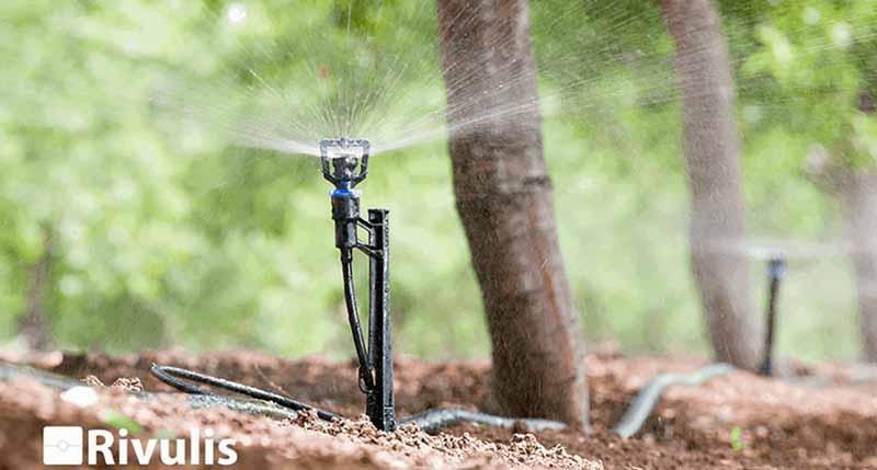 Hướng dẫn kỹ thuật tưới nước cho cây sầu riêng tốt nhất hiện nay - Ảnh 1.