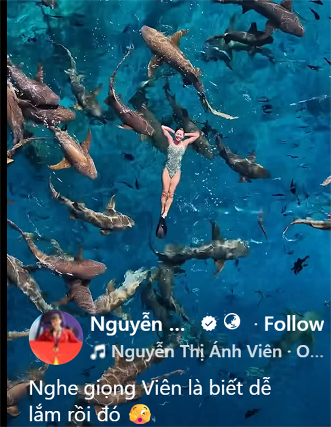 Ánh Viên bơi cùng... cá mập - Ảnh 1.