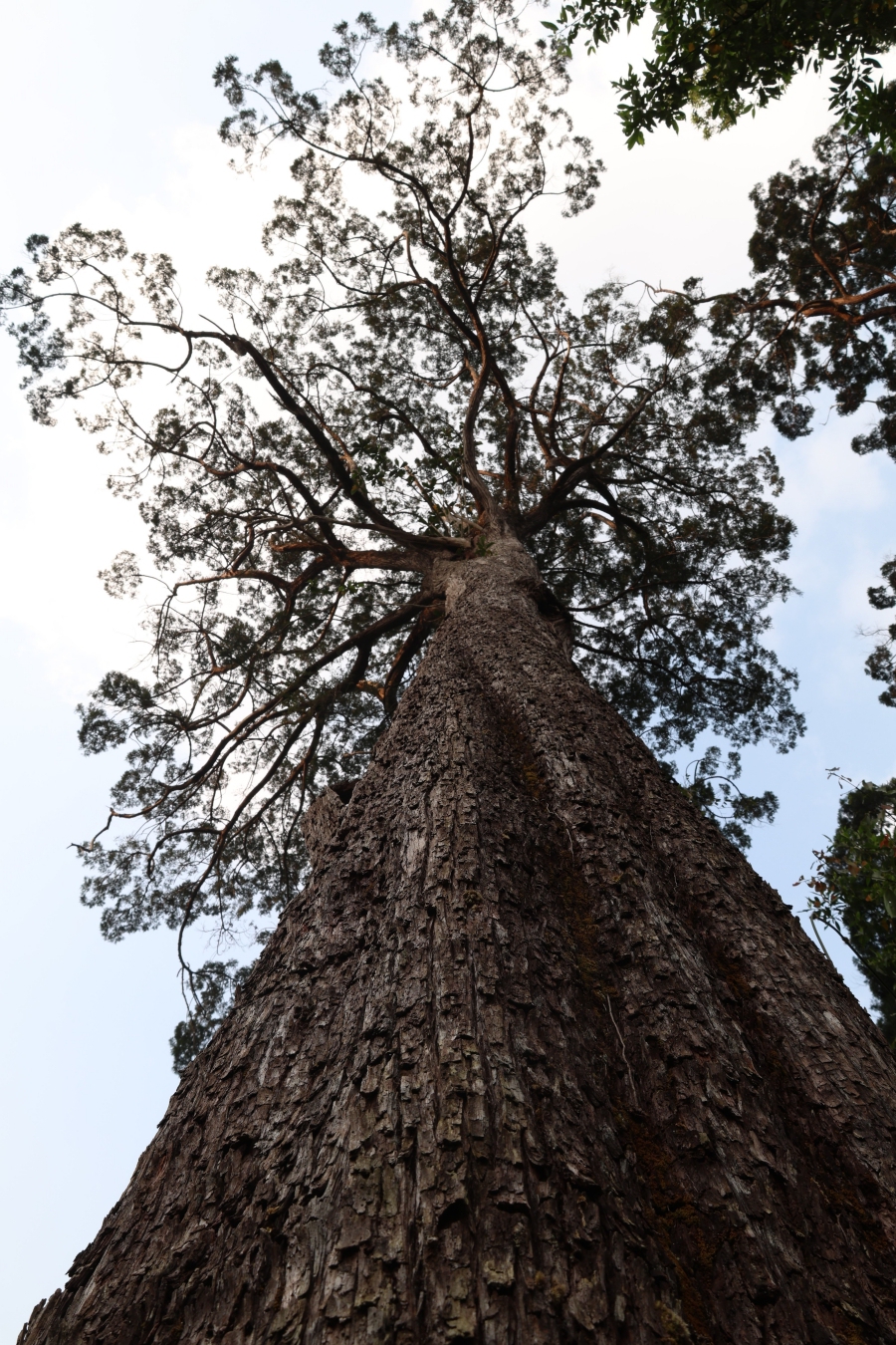 Khám phá rừng Pơ mu - “Di sản sống” nơi phía Tây Đà Nẵng - Ảnh 5.