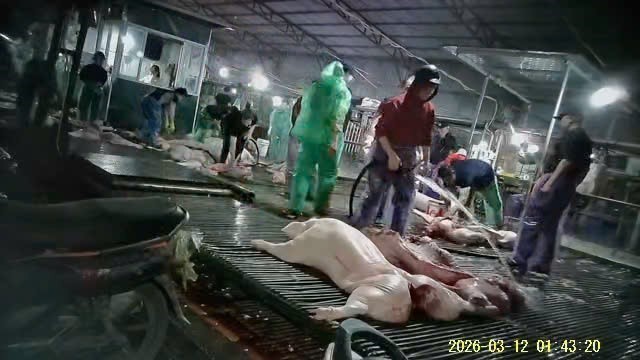 Hà Nội khởi tố 8 bị can trong vụ đưa thịt lợn nhiễm bệnh vào trường học - Ảnh 2.