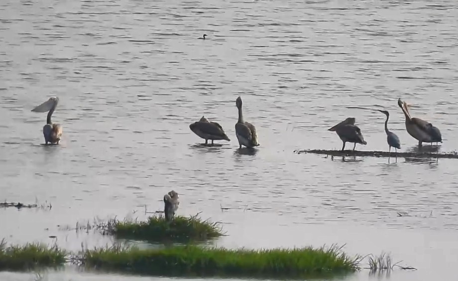 Loài chim quý hiếm trở lại Vườn Quốc gia Tràm Chim sau nhiều năm vắng bóng - Ảnh 1. Loài chim quý hiếm trở lại Vườn Quốc gia Tràm Chim sau nhiều năm vắng bóng - Ảnh 1.