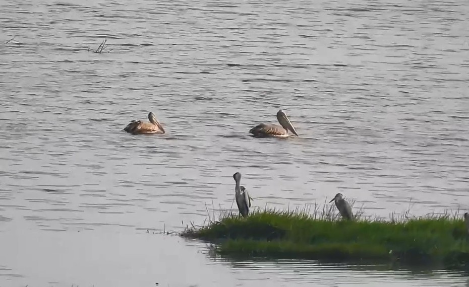 Loài chim quý hiếm trở lại Vườn Quốc gia Tràm Chim sau nhiều năm vắng bóng - Ảnh 3. Loài chim quý hiếm trở lại Vườn Quốc gia Tràm Chim sau nhiều năm vắng bóng - Ảnh 3.