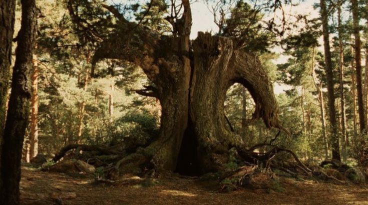 "Pan's Labyrinth" trở lại LHP Cannes sau 20 năm - Ảnh 5.
