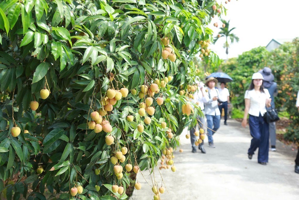 Hiến kế đưa "Mùa quả chín Xứ Đông" thành đặc sản du lịch - Ảnh 4.
