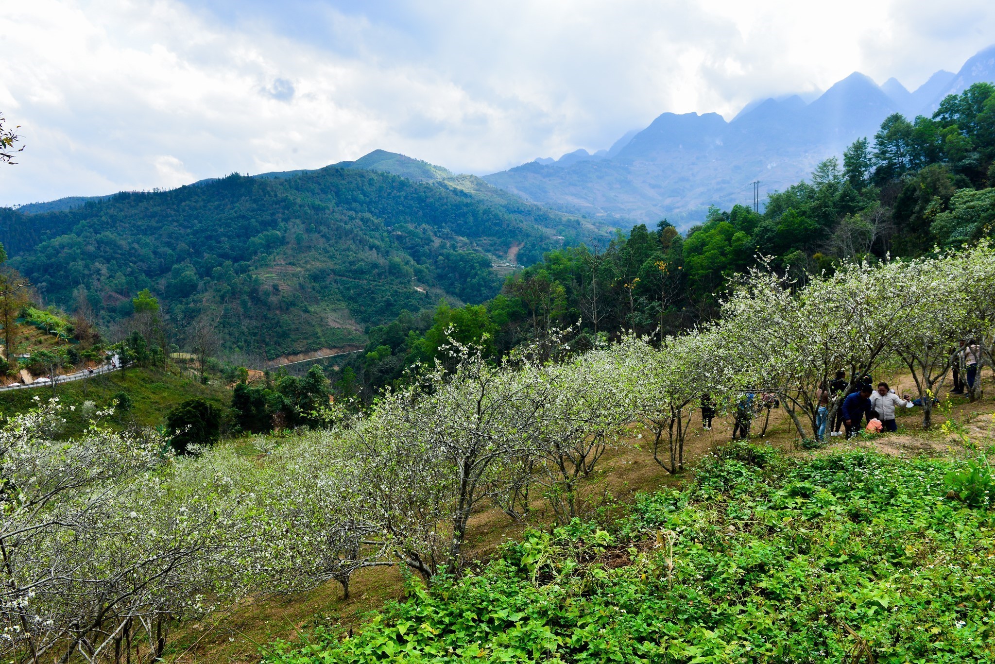 Mùa hoa mận trên cao nguyên đá