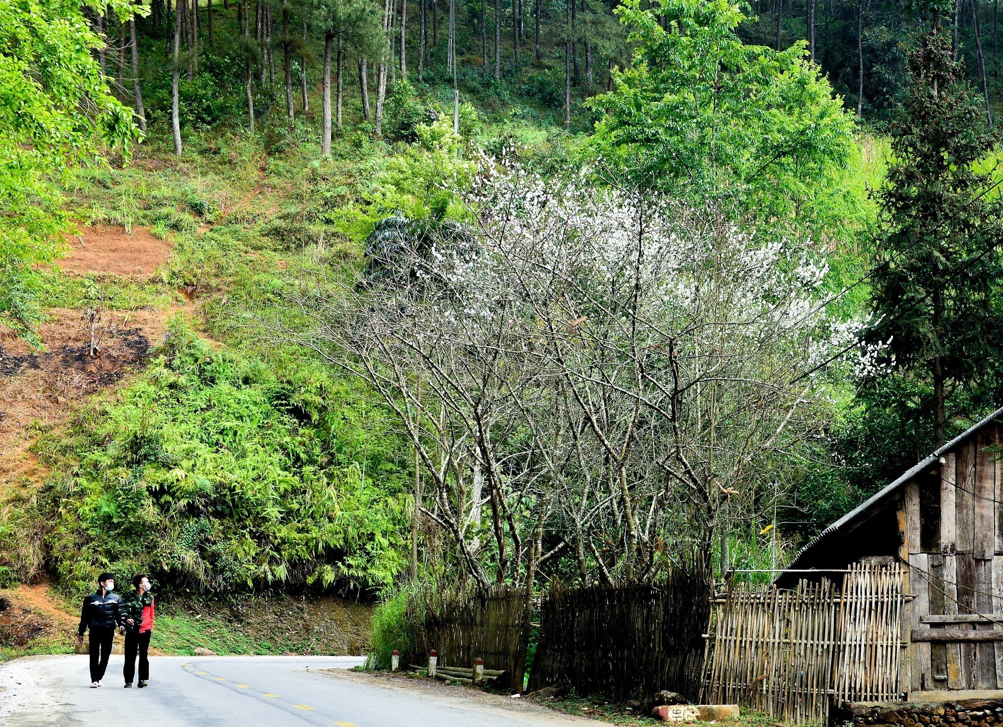 Mùa hoa mận trên cao nguyên đá