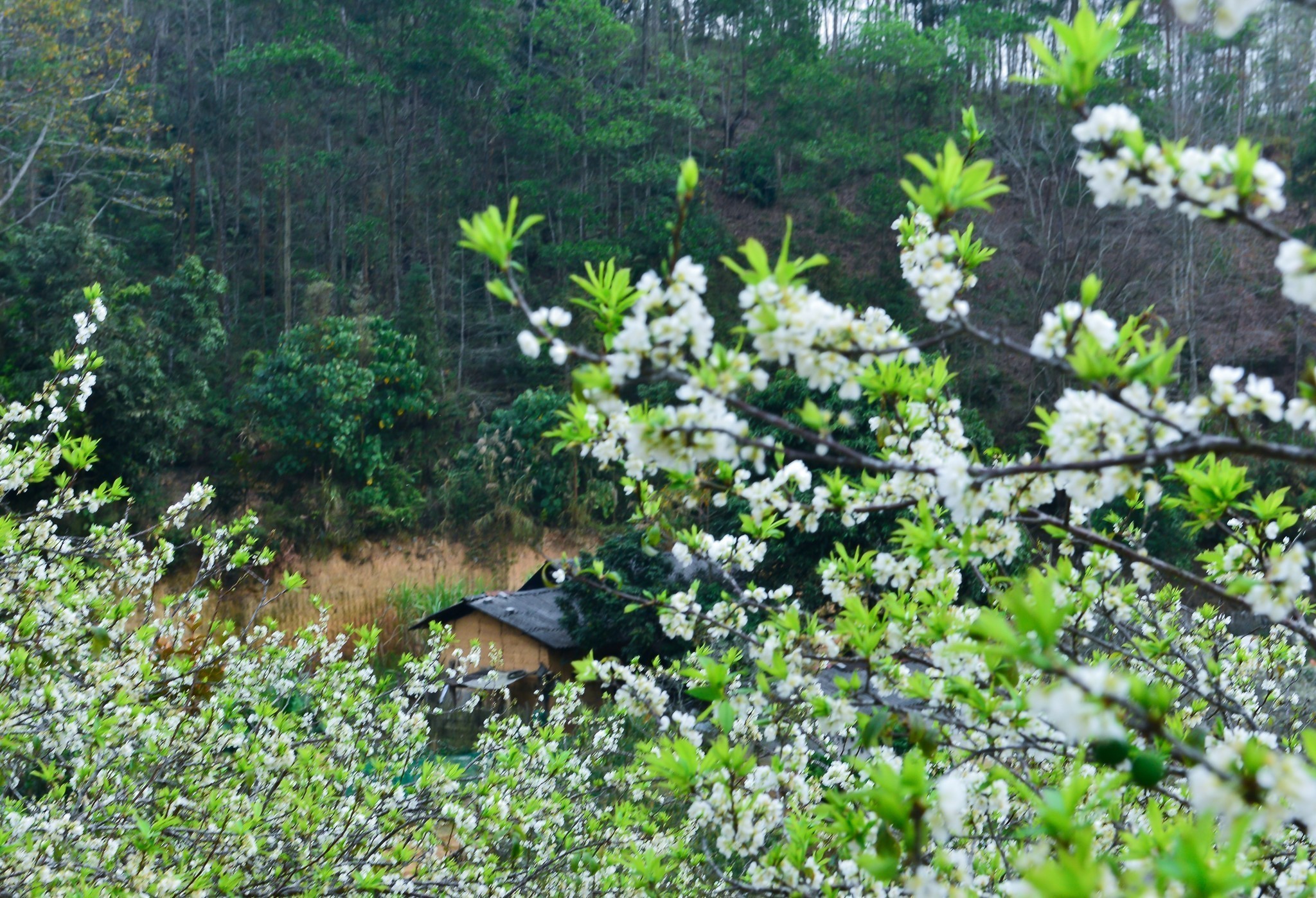 Mùa hoa mận trên cao nguyên đá