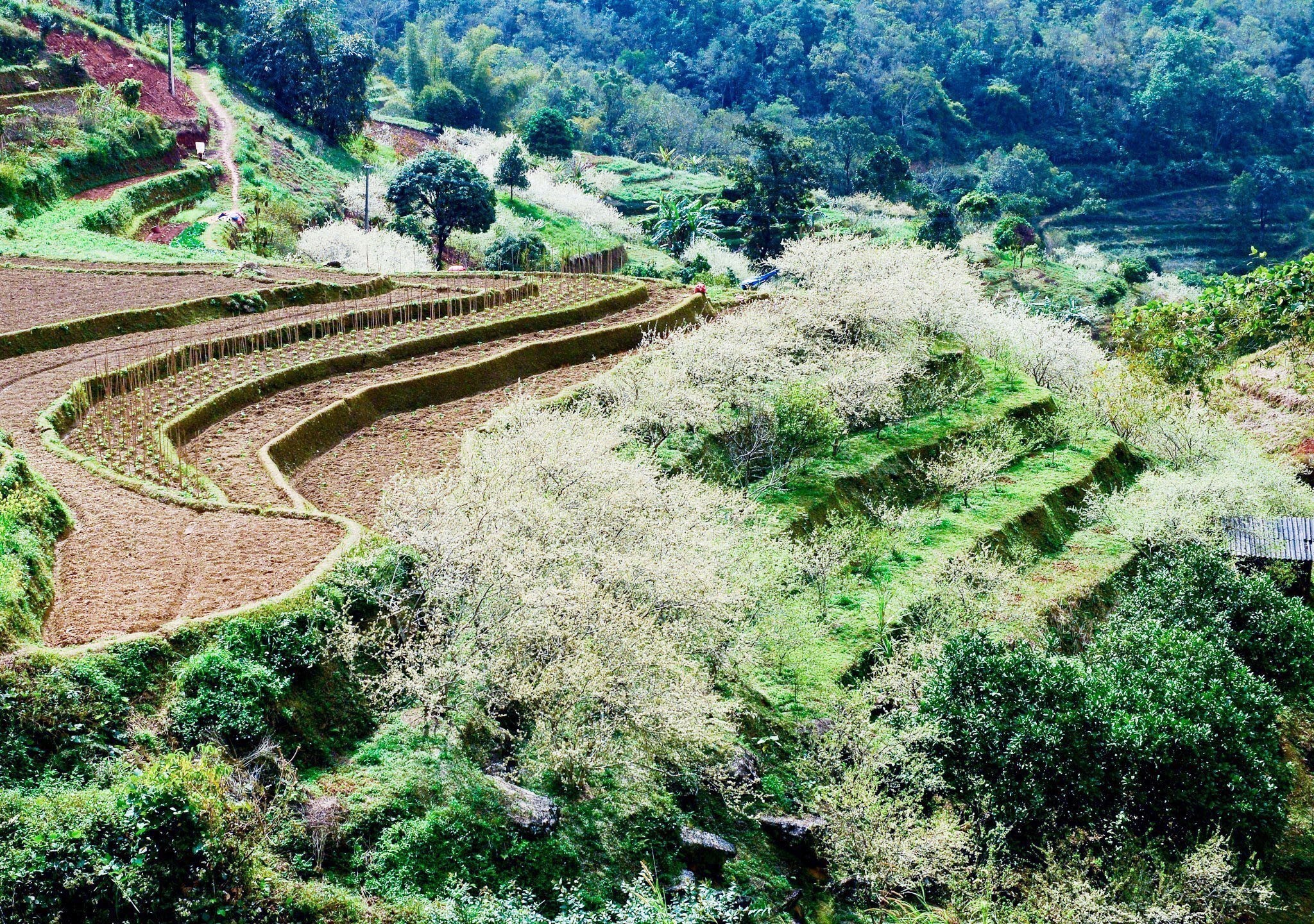 Mùa hoa mận trên cao nguyên đá