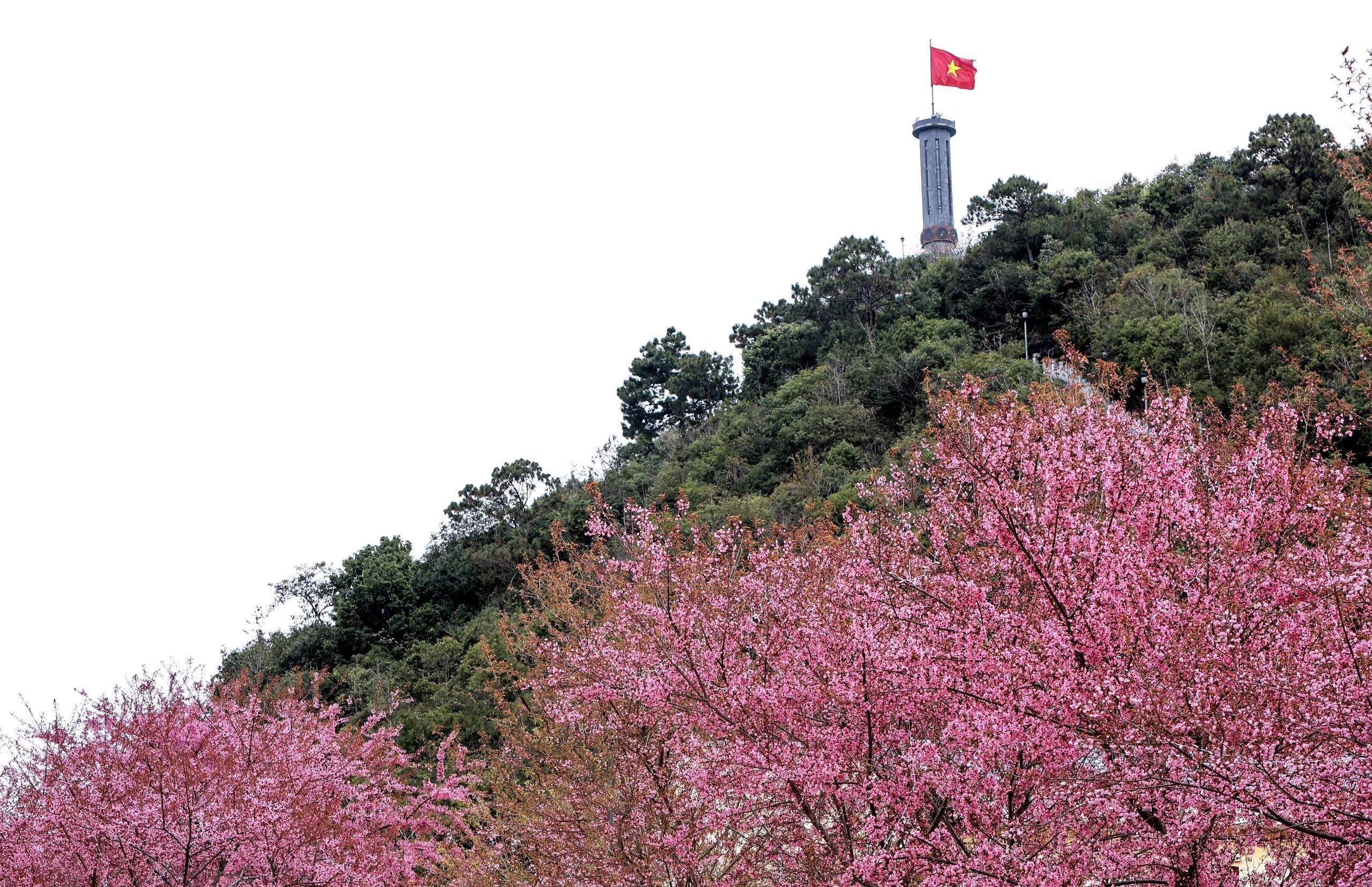 Festival hoa mai anh đào Lũng Cú