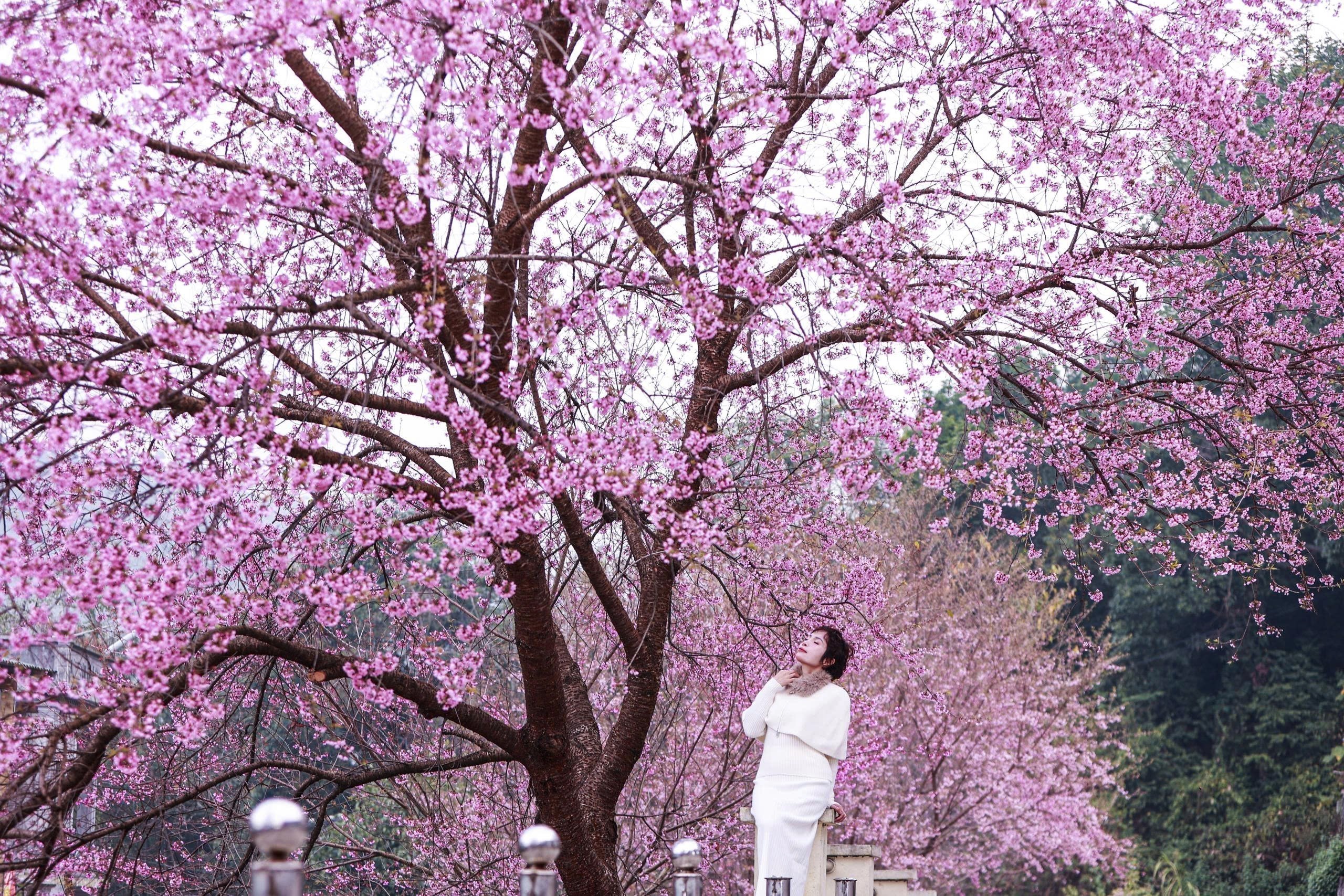 Festival hoa mai anh đào Lũng Cú