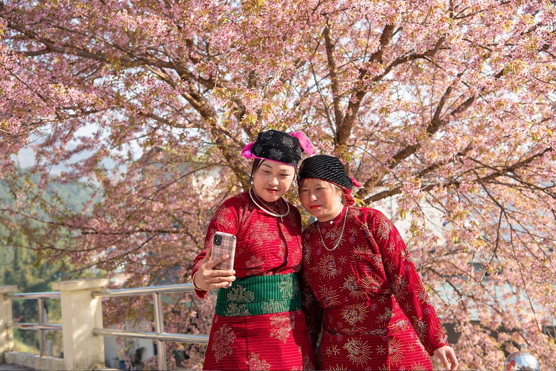 Festival hoa mai anh đào Lũng Cú