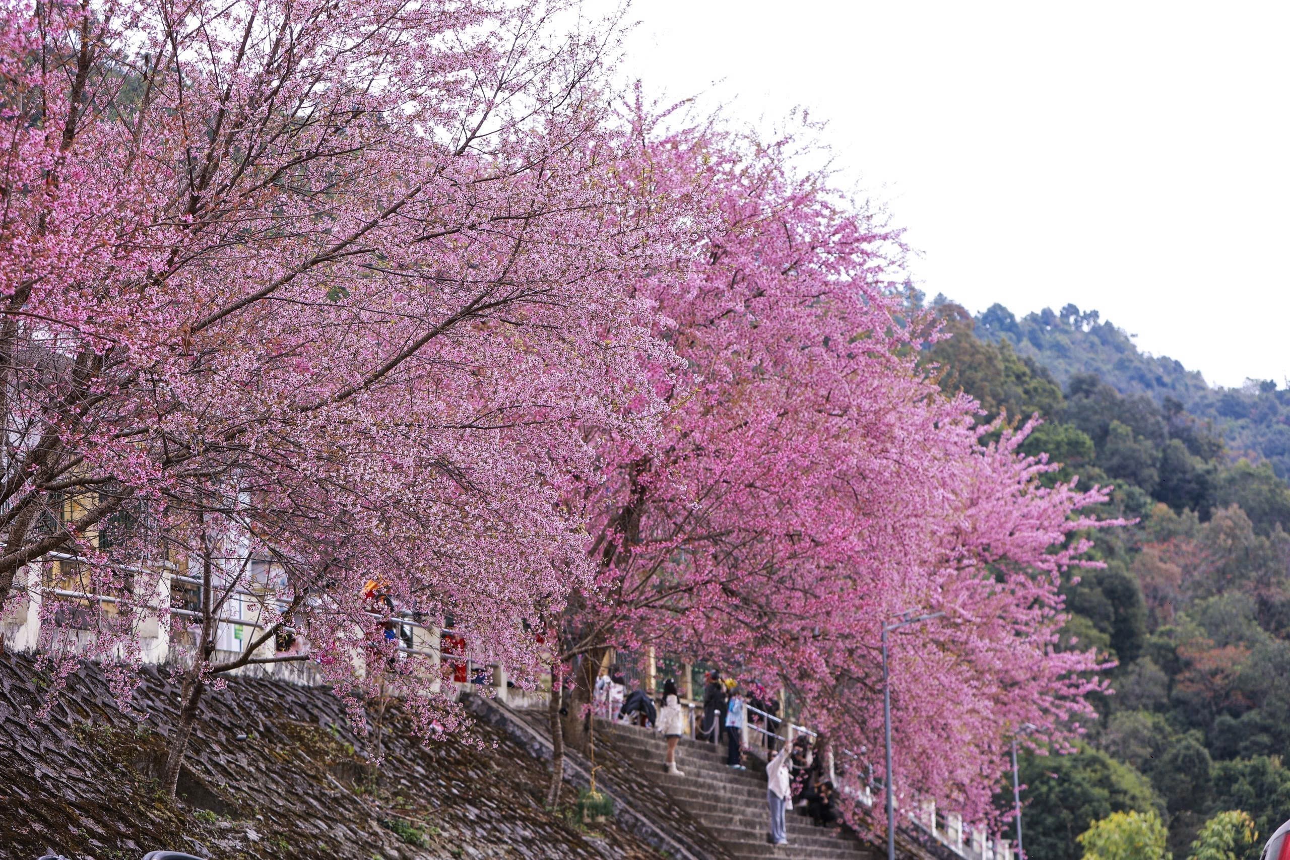 Festival hoa mai anh đào Lũng Cú