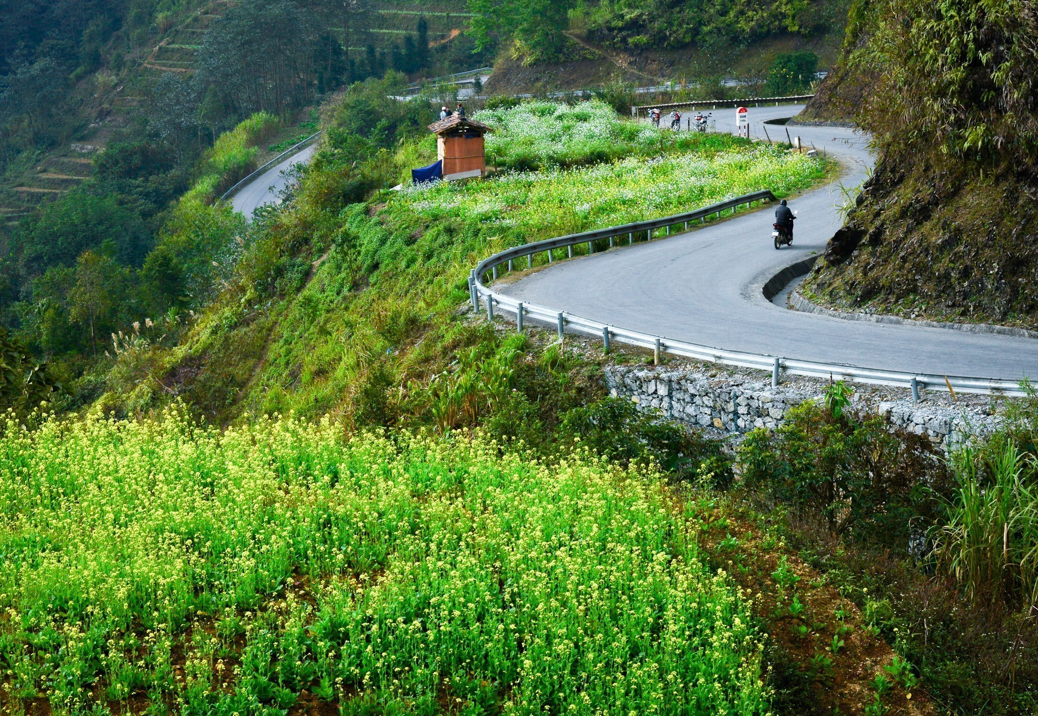 Mùa hoa cải trên Cao nguyên đá