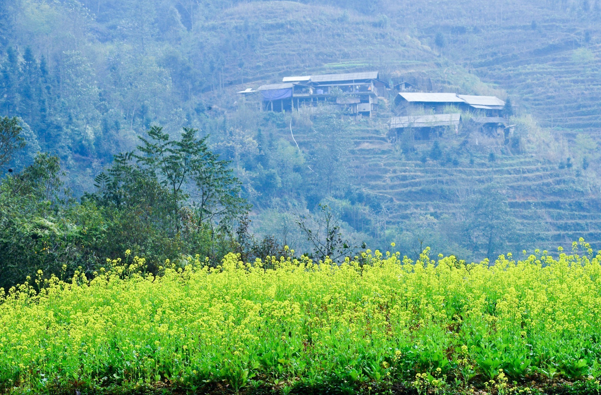Mùa hoa cải trên Cao nguyên đá
