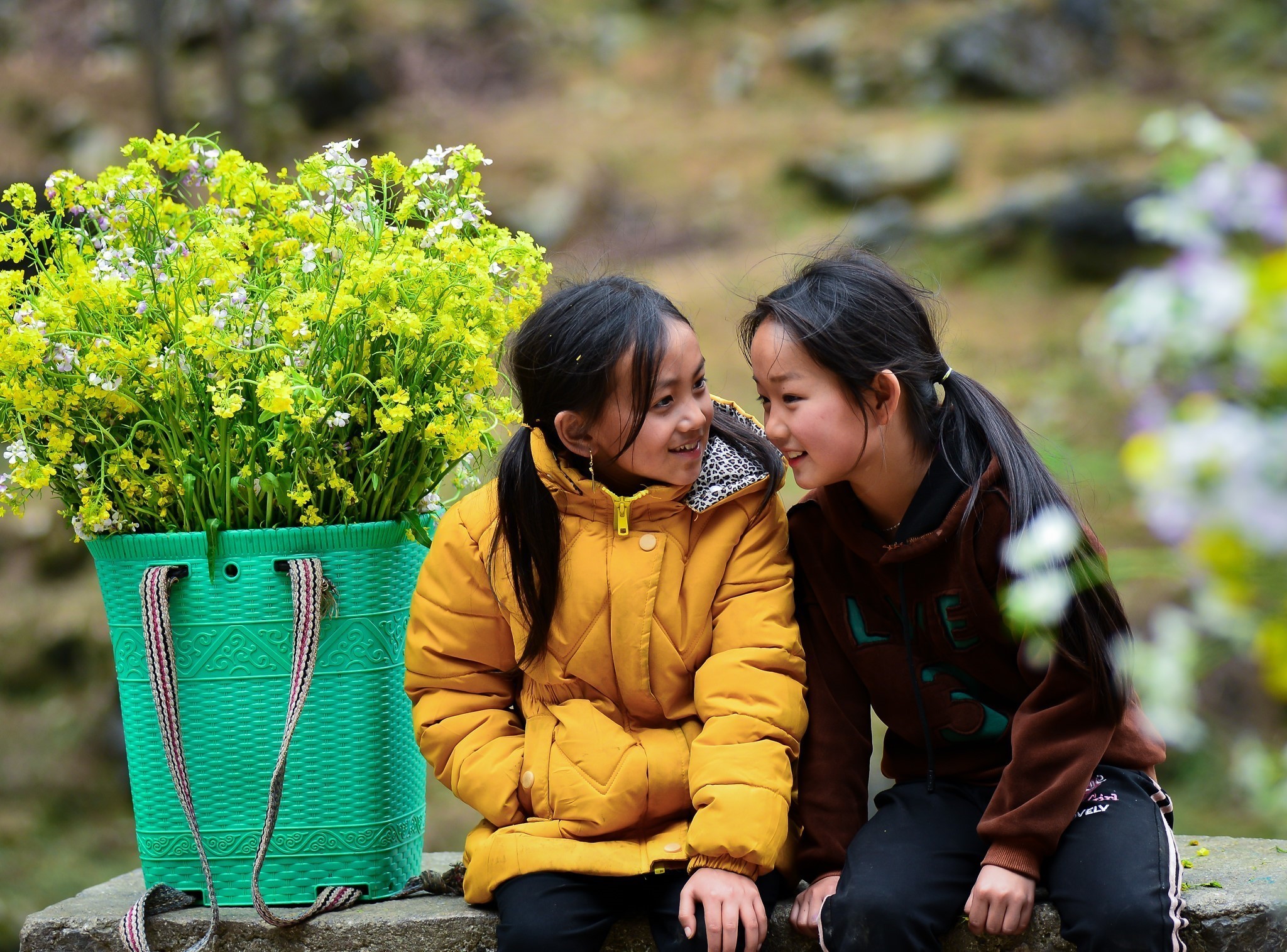 Mùa hoa cải trên Cao nguyên đá