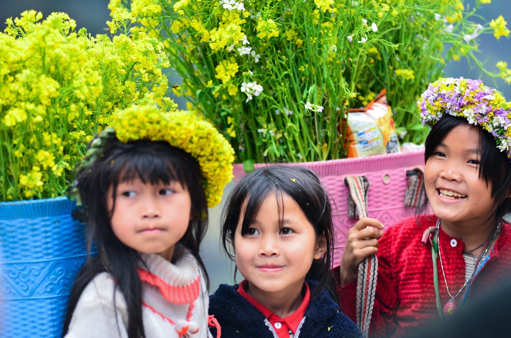 Mùa hoa cải trên Cao nguyên đá
