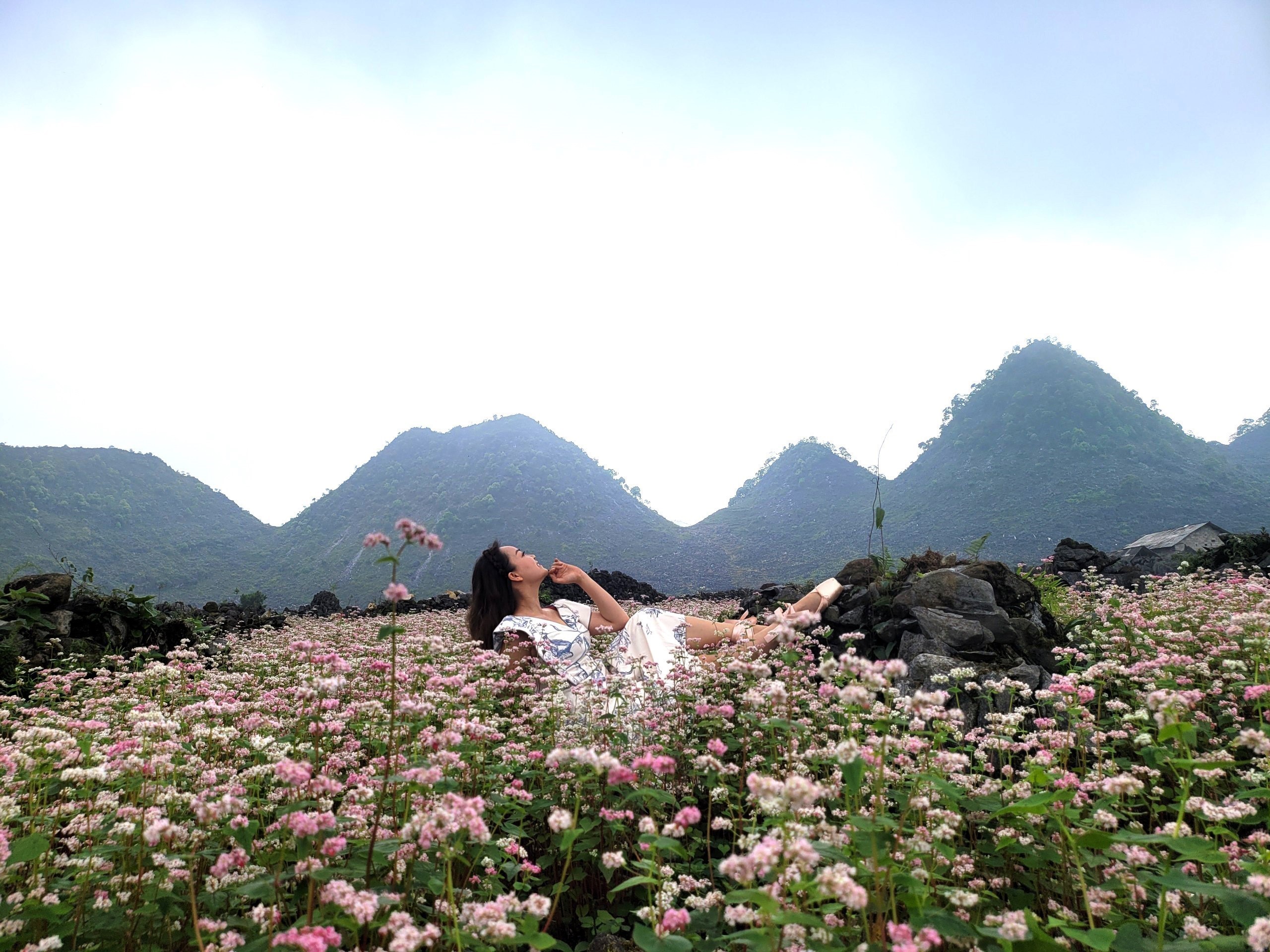 Hoa tam giác mạch trên Cao nguyên đá Đồng Văn