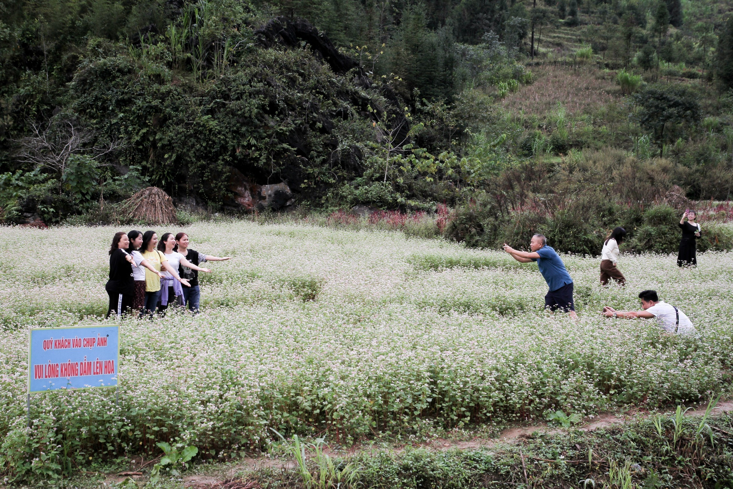 Hoa Tam Giác Mạch Hà Giang - ảnh 4