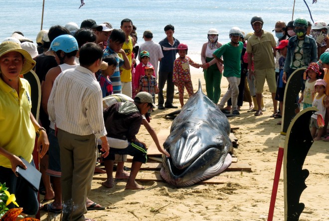 Cá voi lại dạt vào bờ biển huyện Bình Sơn
