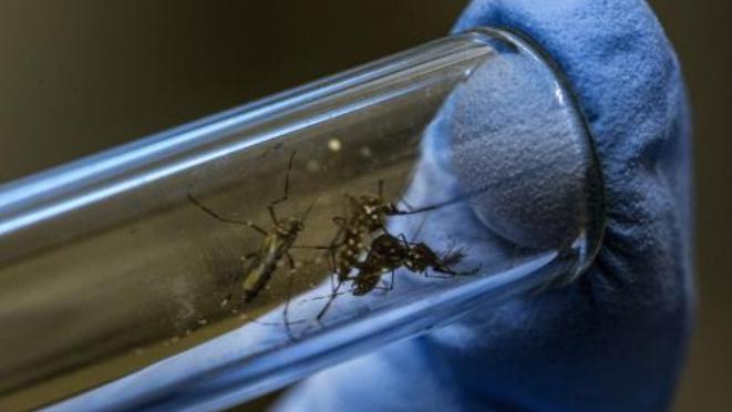 Mỹ phát hiện muỗi mang virus Zika