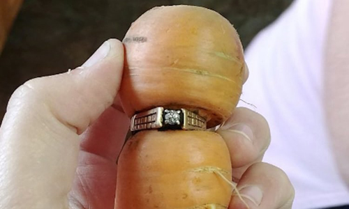 Tìm thấy nhẫn kim cương mất tích 13 năm trên củ cà rốt trong vườn