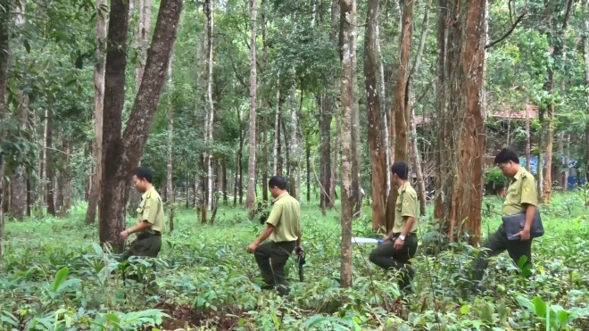 Kon Tum: Nâng cao hiệu quả quản lý và bảo vệ rừng từ nguồn Quỹ dịch vụ môi trường rừng