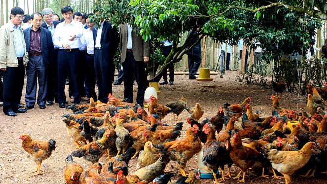 Bắc Giang thực hiện một loạt giải pháp nâng chất lượng gà đồi Yên Thế