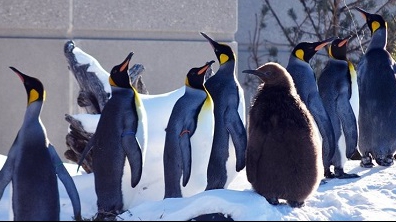 Lạnh kỷ lục, chim cánh cụt cũng cần vào nhà sưởi ấm