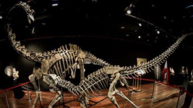 Vì sao đại gia chi gần 3 triệu Euro mua hai bộ xương hóa thạch khủng long?