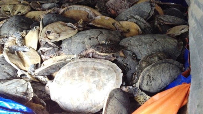 Mở lại phiên tòa xét xử vụ buôn bán hơn 10 tấn rùa biển tại Nha Trang-Khánh Hòa 