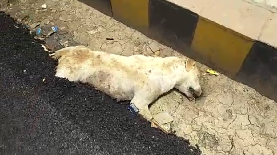 Phẫn nộ và tranh cãi quanh hình ảnh chú chó bị chôn sống trong nhựa đường