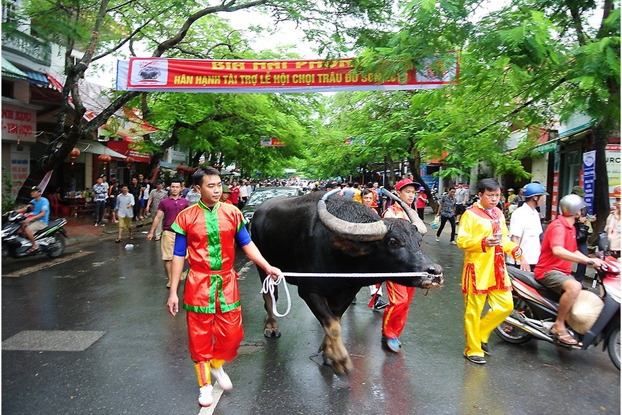 Chọi trâu Đồ Sơn, Xem chọi trâu Đồ Sơn, trực tiếp chọi trâu đồ sơn, Chọi trâu, Chọi trâu 2018, Xem chọi trâu, chọi trâu đồ sơn 2018, xem trực tiếp chọi trâu đồ sơn