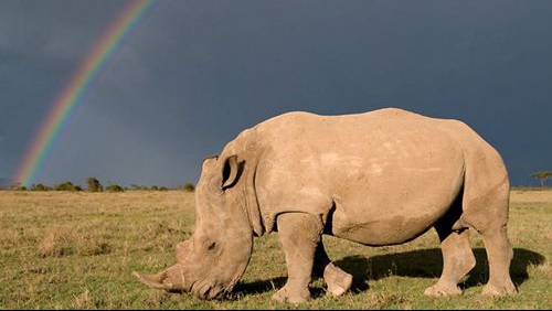 Số lượng tê giác bị giết trộm ở Nam Phi để lấy sừng giảm đáng kể