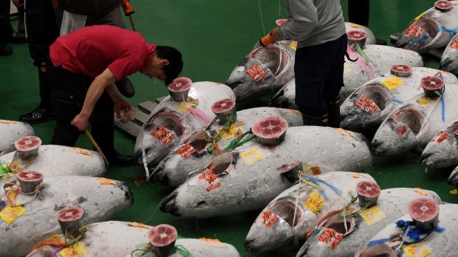 Phiên đầu năm mới ở chợ cá thay Tsukiji: Cá ngừ khổng lồ có giá hàng triệu USD